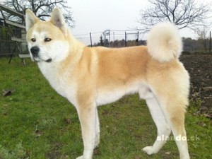 akita_inu_na_krytie_30686717_1_f.jpg